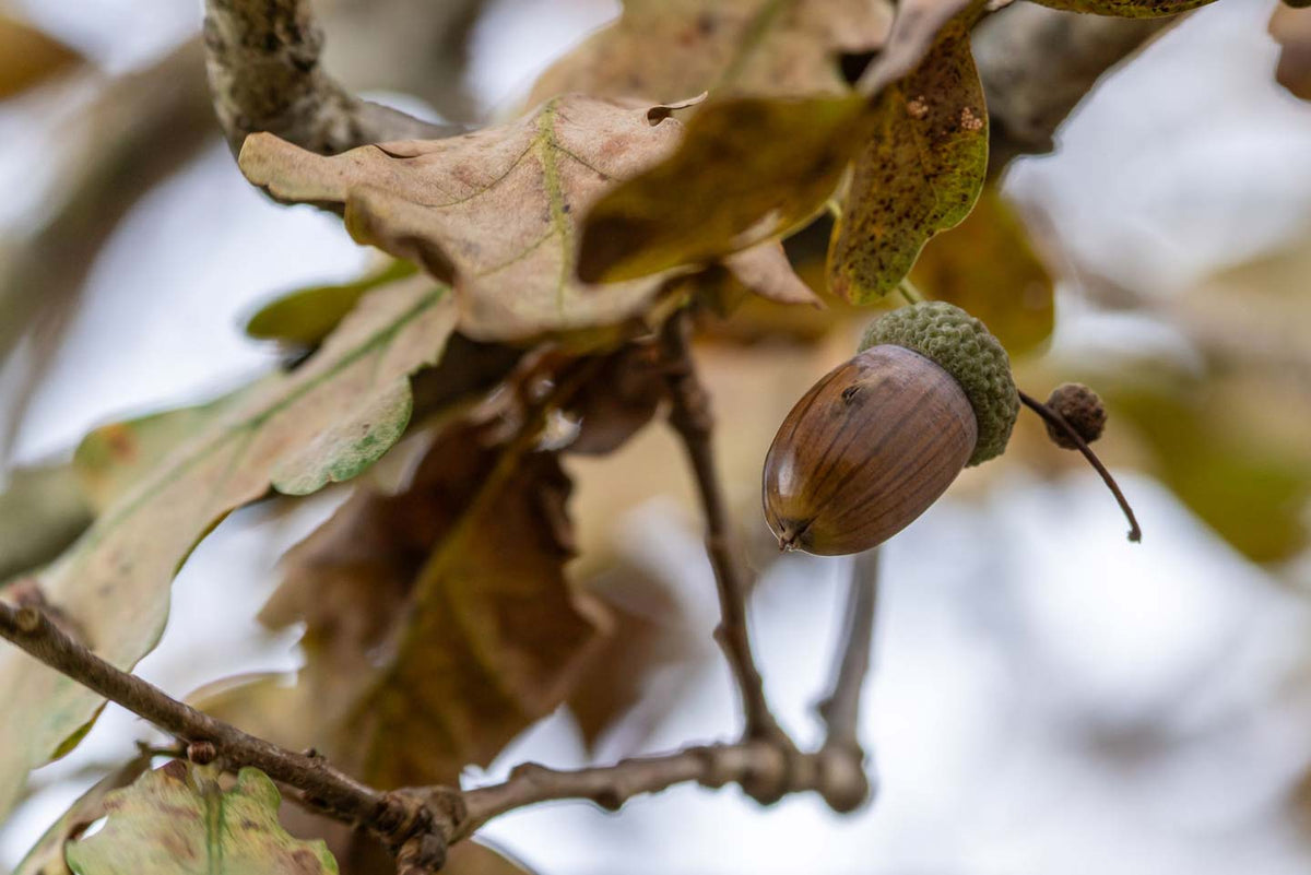 Un gland d'un arbre